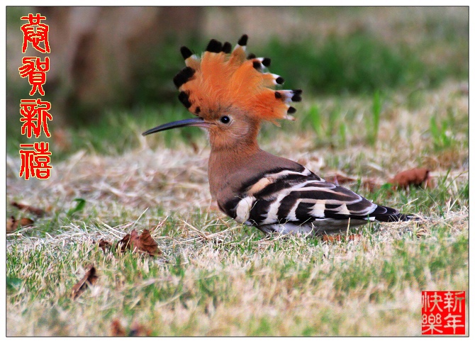 《向各位拜年啦！》