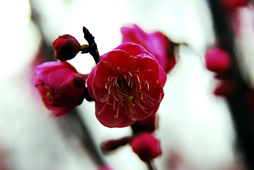 [原创]菜鸟也用D80