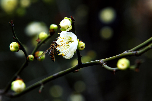 [原创]菜鸟也用D80