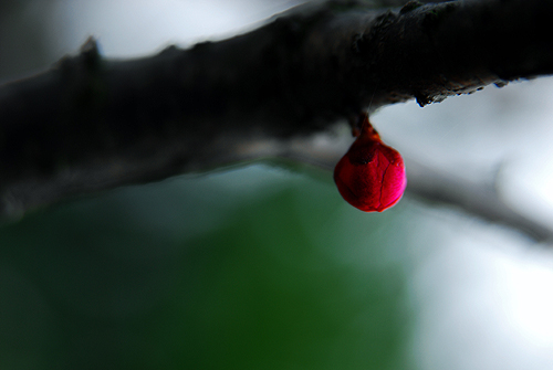 [原创]菜鸟也用D80