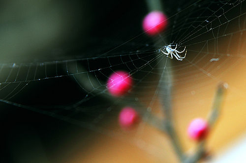 [原创]菜鸟也用D80