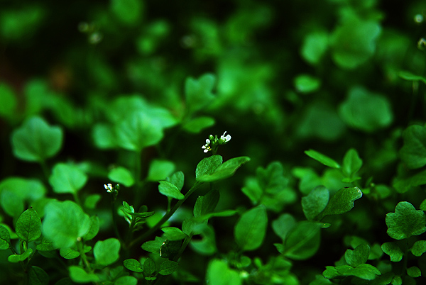 [原创]菜鸟也用D80