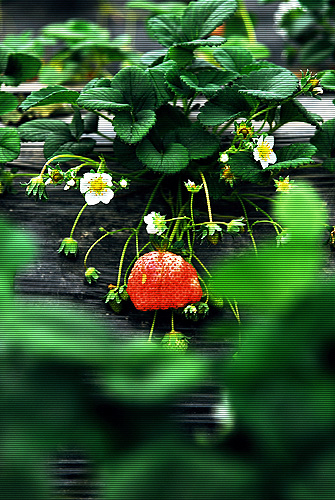 [原创]草莓、草莓