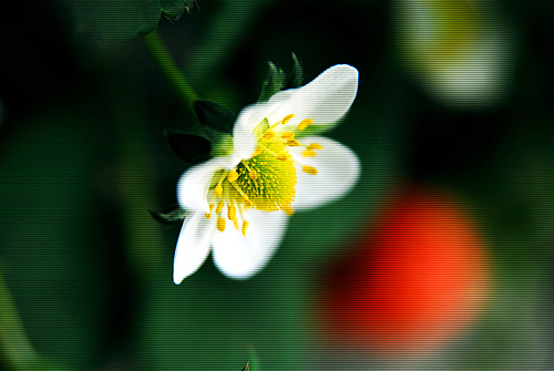 [原创]草莓、草莓