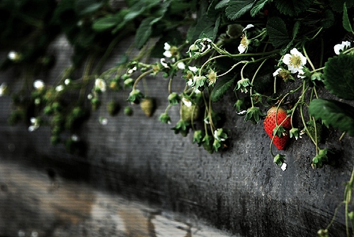 [原创]草莓、草莓