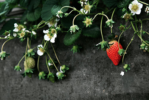 [原创]草莓、草莓
