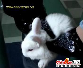 虐猫事件之后又有一虐兔事件,残忍呢~