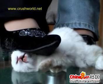虐猫事件之后又有一虐兔事件,残忍呢~