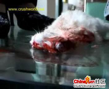 虐猫事件之后又有一虐兔事件,残忍呢~