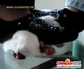 虐猫事件之后又有一虐兔事件,残忍呢~