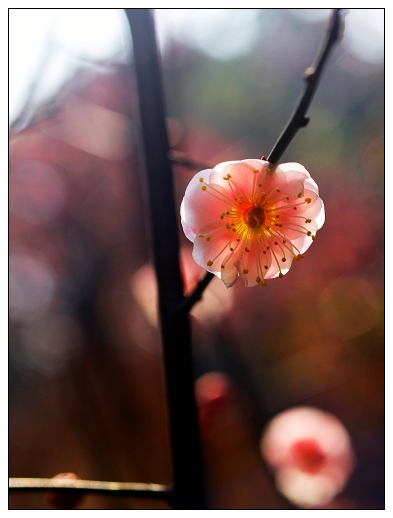 [原创]~~~春天~~~