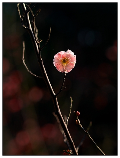 [原创]~~~春天~~~