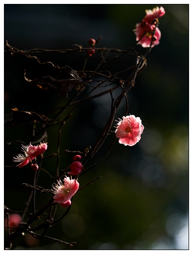 [原创]~~~春天~~~