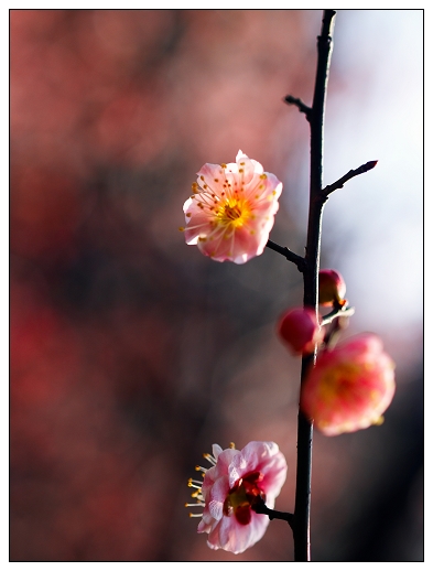 [原创]~~~春天~~~