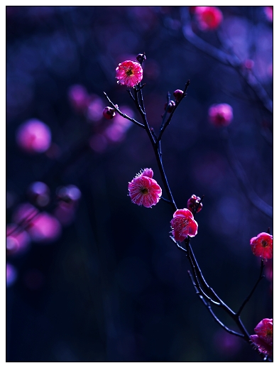 [原创]~~~春天~~~