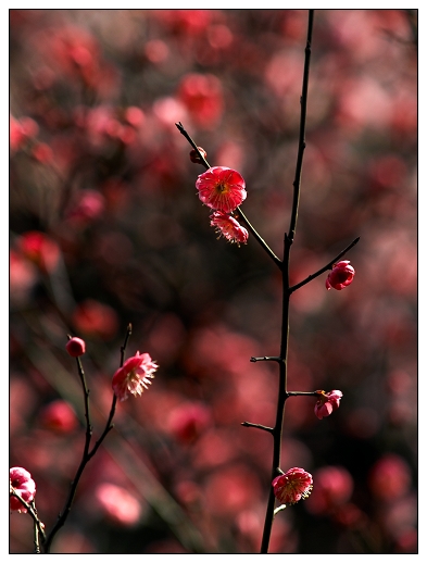 [原创]~~~春天~~~