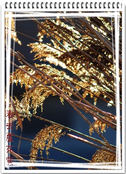 3月11日外拍活动作品《贞洁牌坊的故事》——吉娃娃