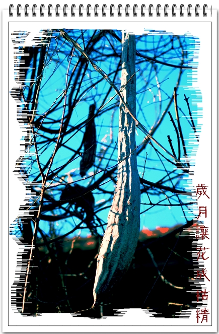 3月11日外拍活动作品《贞洁牌坊的故事》——吉娃娃