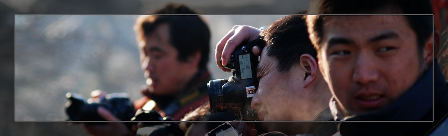 3月11日外拍活动作品《百窗图》——吉娃娃