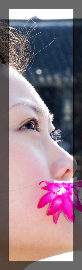 3月11日外拍活动作品《百窗图》——吉娃娃