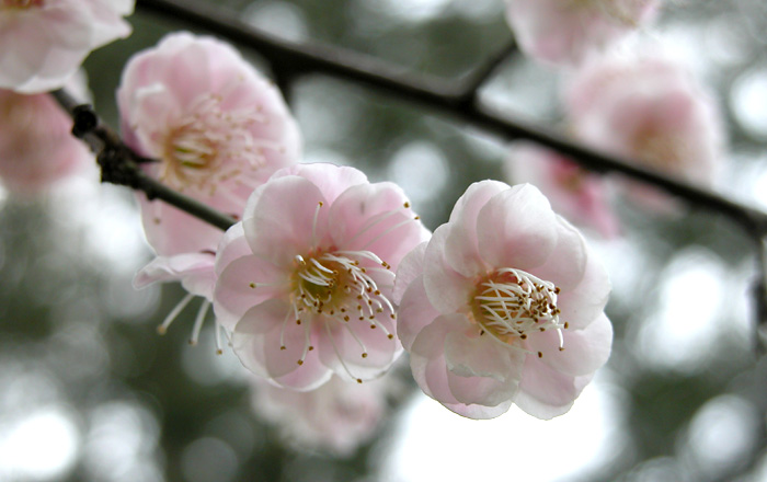 [原创]~~~春天~~~