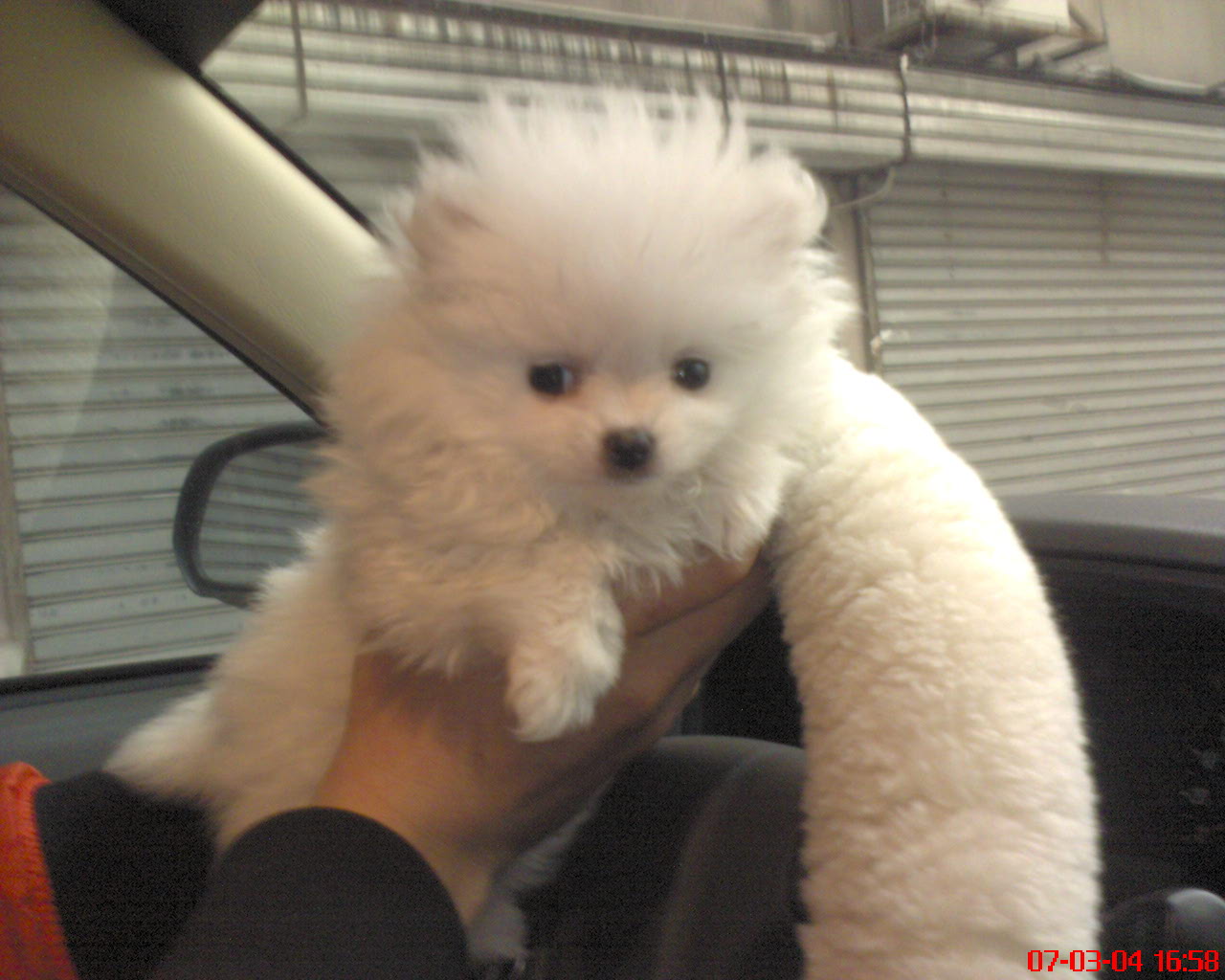 我家“米米”开汽车咯