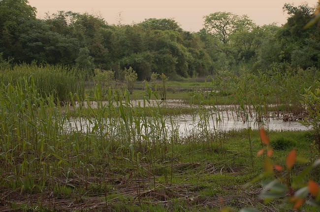 [原创]西溪之湿地