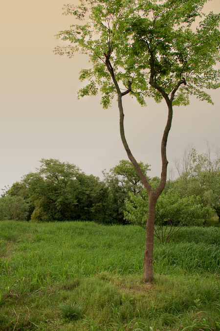 [原创]西溪之湿地