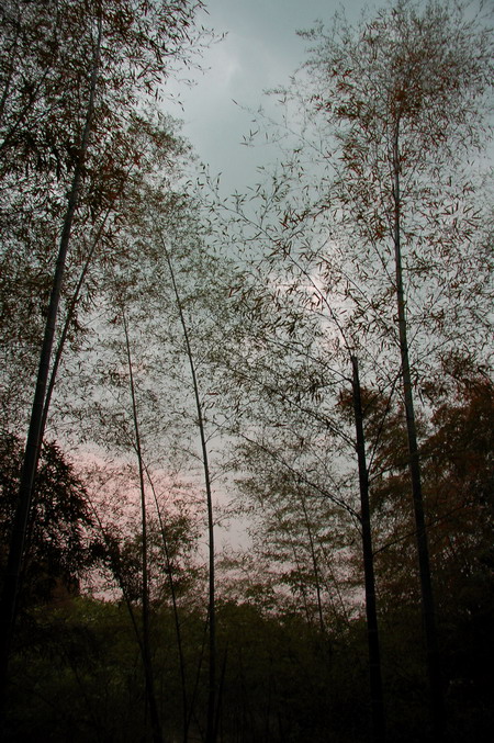 [原创]西溪之湿地