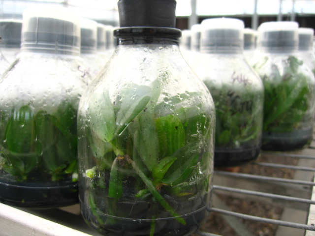 [贴图]纯写真的蝴蝶兰