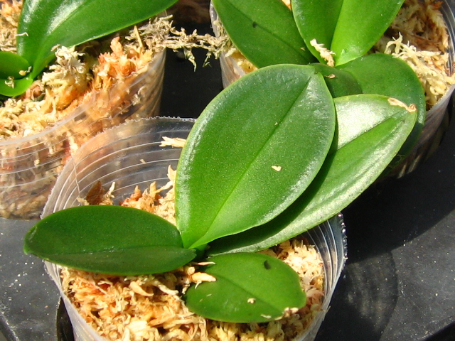 [贴图]纯写真的蝴蝶兰