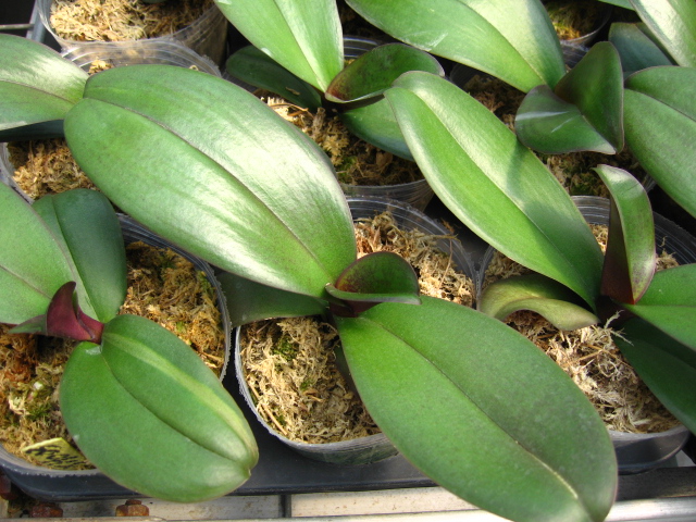 [贴图]纯写真的蝴蝶兰