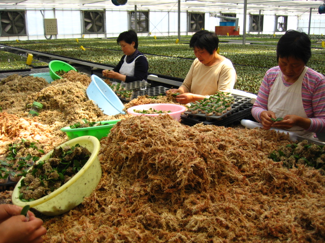 [贴图]纯写真的蝴蝶兰