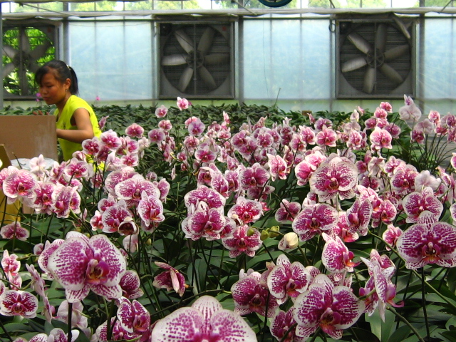 [贴图]纯写真的蝴蝶兰