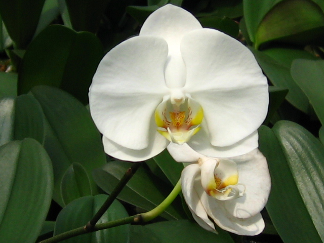 [贴图]纯写真的蝴蝶兰