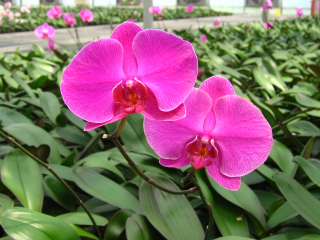 [贴图]纯写真的蝴蝶兰