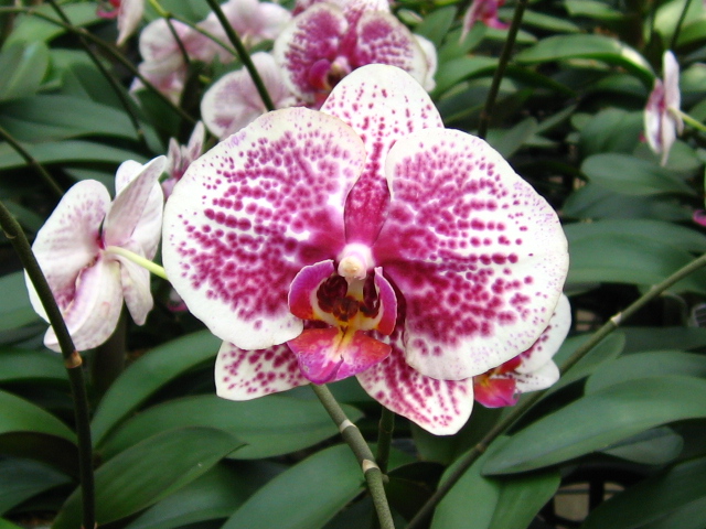 [贴图]纯写真的蝴蝶兰