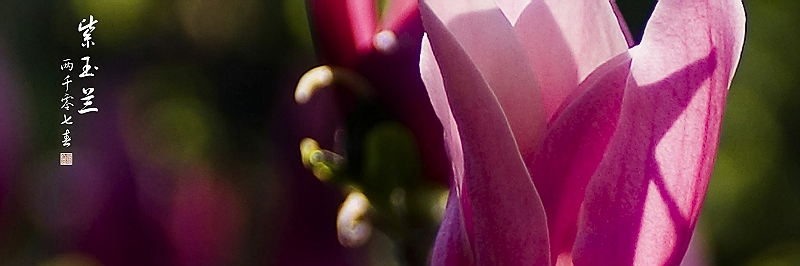 [原创]紫玉兰