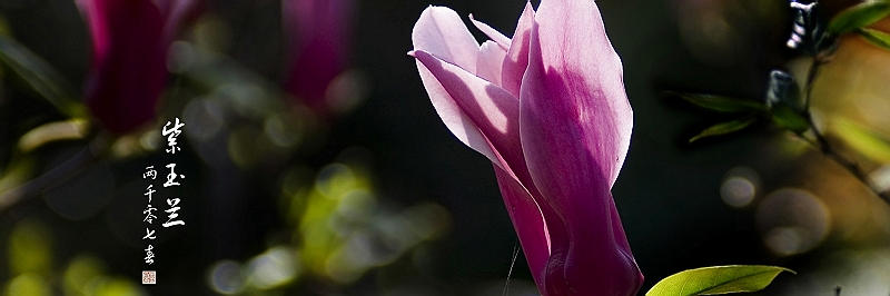 [原创]紫玉兰