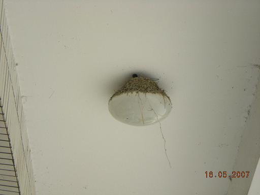 旧时王谢堂前燕，飞入寻常百姓家…………