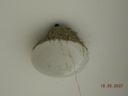 旧时王谢堂前燕，飞入寻常百姓家…………