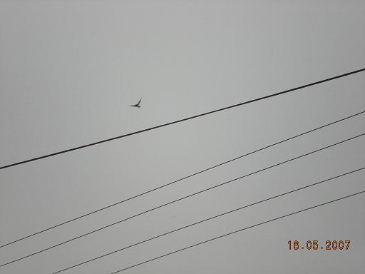 旧时王谢堂前燕，飞入寻常百姓家…………