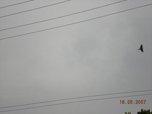 旧时王谢堂前燕，飞入寻常百姓家…………