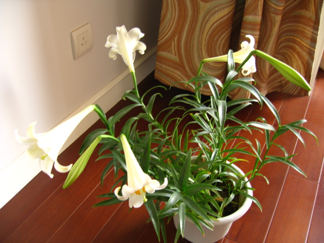 渐渐丰满的家[贴图]