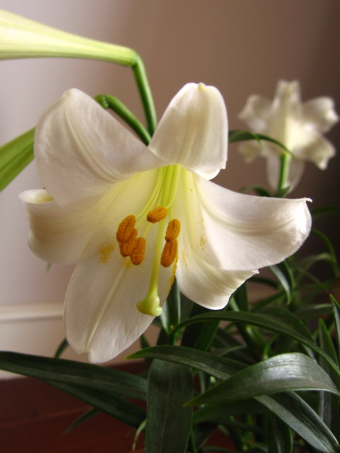 渐渐丰满的家[贴图]