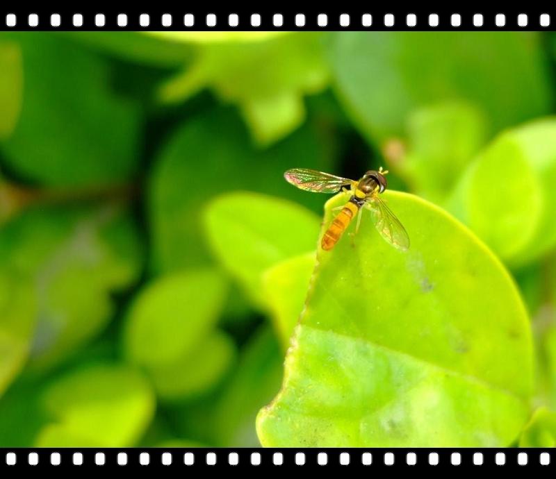 [虫子]拍了两只虫子 第一次来发贴