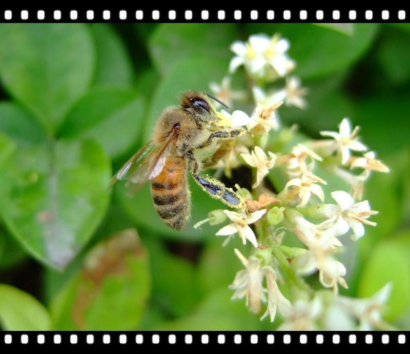 [虫子]拍了两只虫子 第一次来发贴