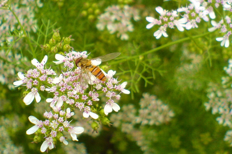 [虫子]拍了两只虫子 第一次来发贴