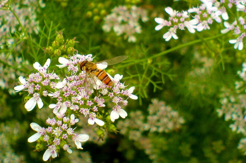 [虫子]拍了两只虫子 第一次来发贴