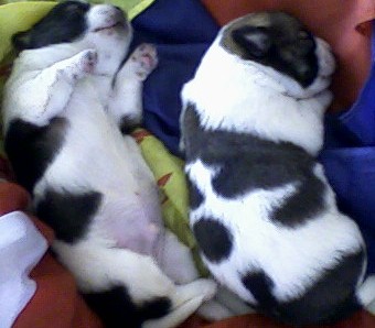 我们公司的狗狗